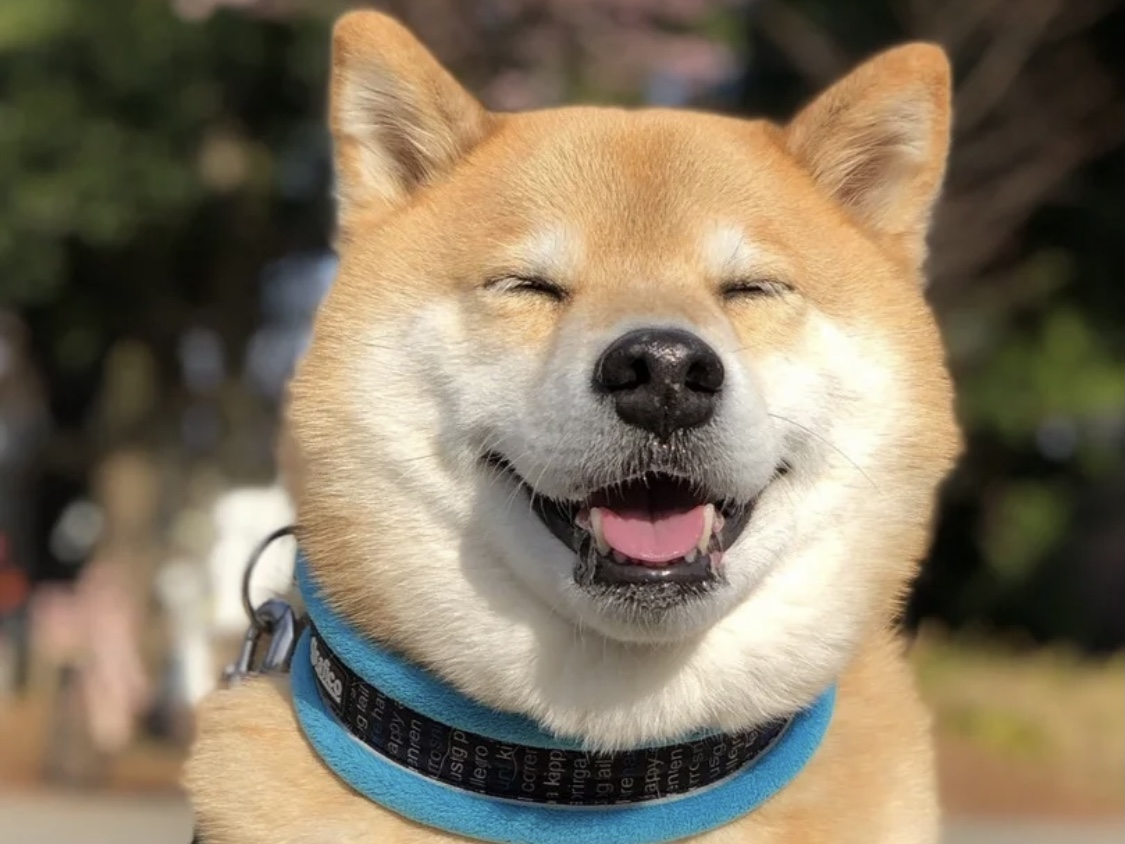 如何做一位合格且轻松的铲屎官?